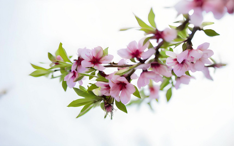 春暖花开粉红色桃花视频