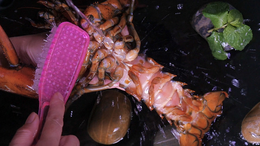 澳洲大龙虾清洗视频