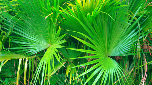 绿色热带植物美丽的热瓷华的异国风味视频