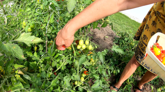 在花园里采番茄的女人视频