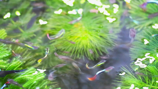 在水里游泳的鱼和在水上撒野草的鸭子视频