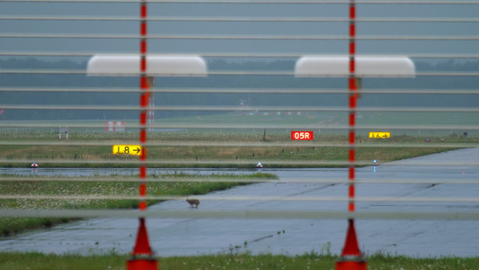 杜塞尔多夫机场跑道上的白兔视频