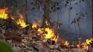 森林火灾灾害35秒视频