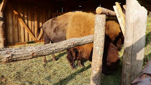 大野牛在外面吃干草一种来自牛家公牛部落的血肉哺乳动物视频