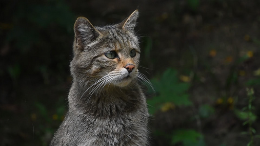 关闭欧洲野猫肖像视频