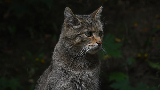 关闭欧洲野猫肖像视频