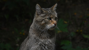 欧洲野猫12秒视频