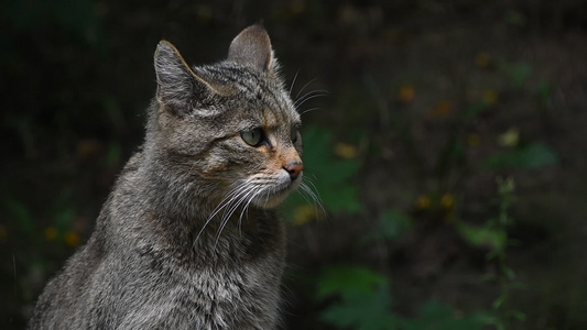 关闭欧洲野猫肖像视频