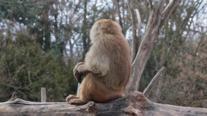 一只猴子坐在树干上环顾四周10秒视频