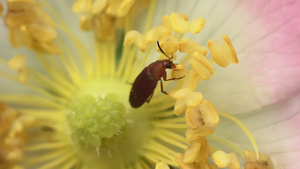甲虫在花朵玫瑰中20秒视频