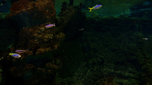 在水族馆里不同大小的多彩鱼在游泳视频
