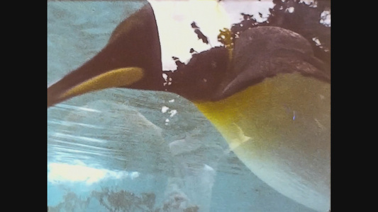1969年联合王国企鹅在水中游泳视频