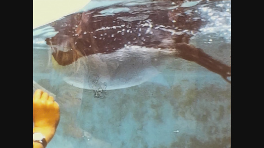 1969年联合王国企鹅在水中游泳2视频