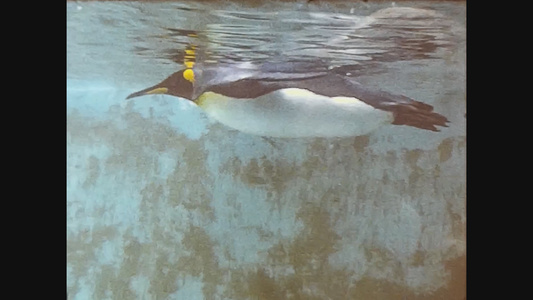 1969年联合王国企鹅在水中游泳3视频