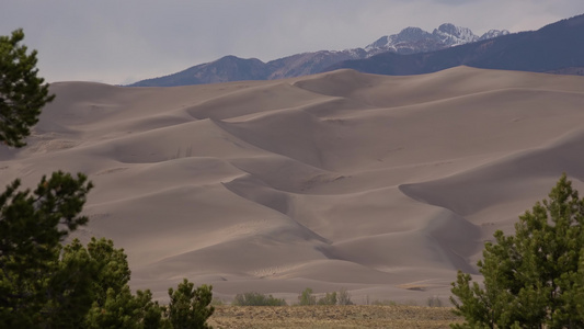 大沙丘国家公园科罗拉多在沙丘背景下的一棵美丽的干燥视频