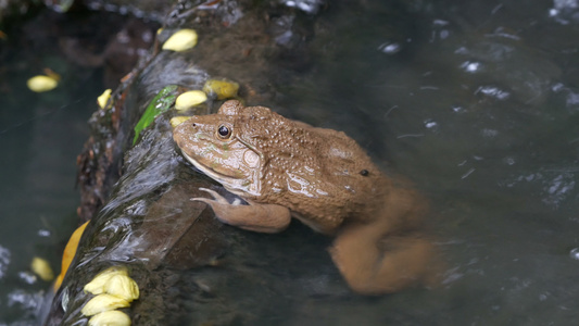 青蛙在水中视频