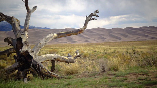 大沙丘国家公园科罗拉多在沙丘背景下的一棵美丽的干燥视频