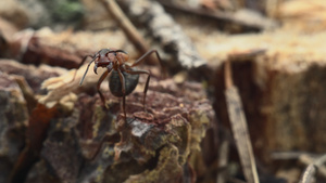 红木蚂蚁21秒视频