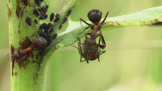红木蚂蚁和虫子视频