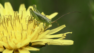 蚱蜢15秒视频