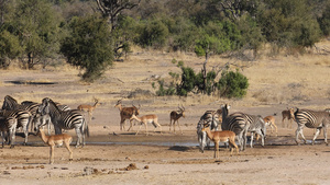 斑马和美洲豹羚羊Kruger国家公园17秒视频