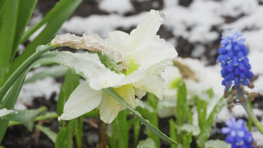 雪雪覆盖自恋花朵视频