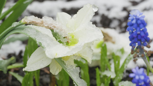 雪下自恋花朵21秒视频