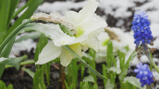 雪下自恋花朵视频