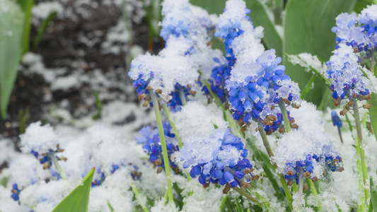 雪下的蓝色木薯花视频