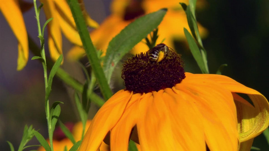 近距离详细观察一只蜜蜂在鲁德贝基亚Hirta黑眼苏珊视频