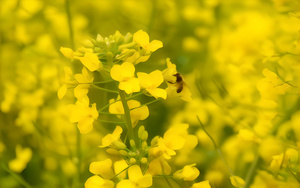 油菜花海里采蜜的蜜蜂4秒视频