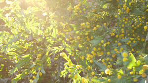 黄色花朵卡丽弗罗尼亚14秒视频