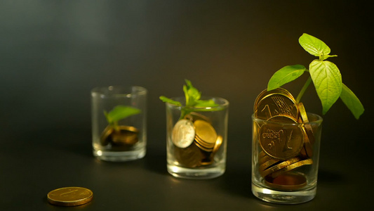 玻璃中的金币和黑色背景上的新芽绿叶金融业务投资想法视频