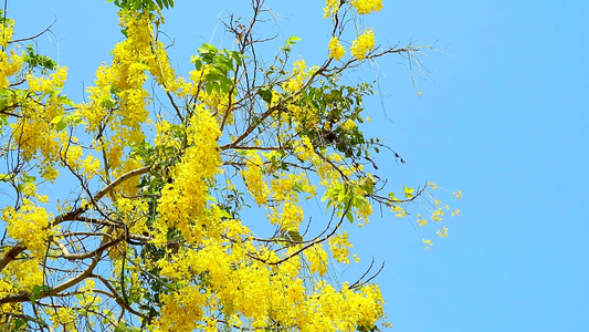 金色淋浴或剖腹产的瘘管花束黄花在蓝天开花视频