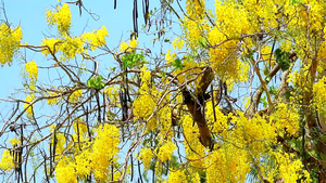 黄色花朵正在盛开21秒视频