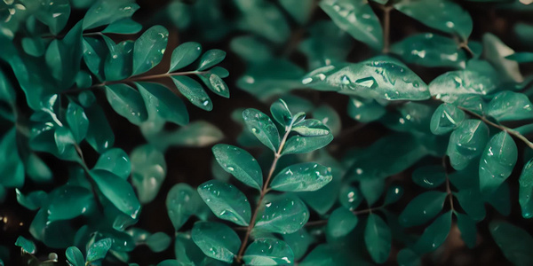 雨里的植物视频