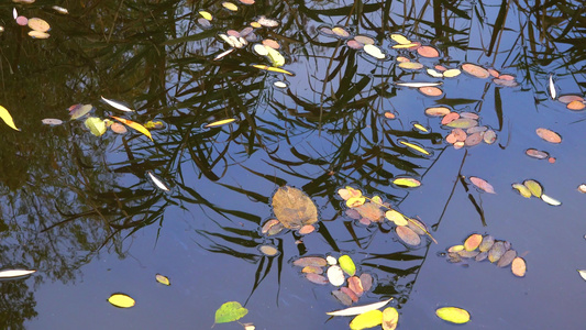 黄叶秋天落到一个小淡水湖的水面浮在水面上视频