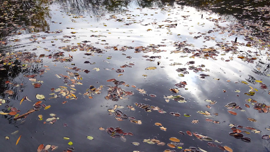 黄叶秋天落到一个小淡水湖的水面浮在水面上视频