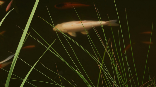 自然绿化背景色彩鲜艳的日本锦鲤鱼在传统的花园湖或池塘视频