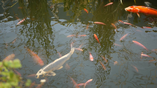 自然绿化背景色彩鲜艳的日本锦鲤鱼在传统的花园湖或池塘视频