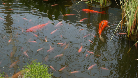 自然绿化背景色彩鲜艳的日本锦鲤鱼在传统的花园湖或池塘视频