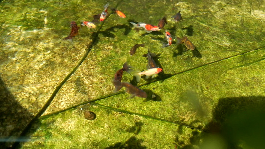金鱼在池塘中游荡的困扰视频