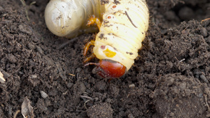 土壤中可能有虫虫幼虫19秒视频