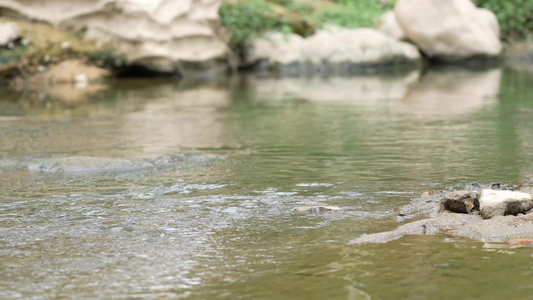 小溪流水实拍视频