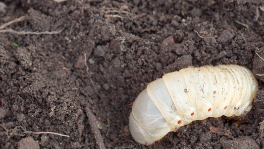 可能会在土壤中出现虫虫幼虫时间折叠视频