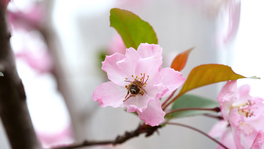 4K蜜蜂采蜜春天花朵中勤劳的小蜜蜂[勤恳]视频