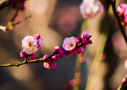 春季梅花视频