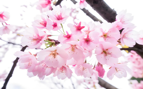 春季盛开的樱花视频
