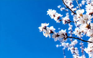 春天盛开的樱花4秒视频