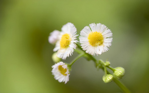 春天的小雏菊4秒视频